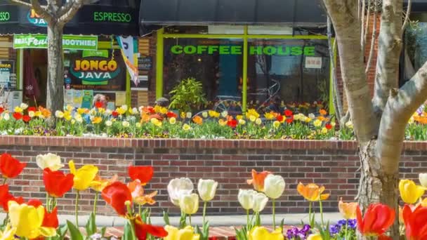 Jongo Java Coffee House Genesteld Tussen Kleurrijke Tulpen Bloemperken Main — Stockvideo
