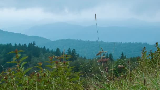 Summertime Blue Ridge Parkway Panorama Panorama Con Flores Plantas Cerca — Vídeos de Stock