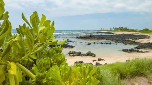 Flora Indígena Frente Praia Kona Island Havaí Com Plantas Nativas — Vídeo de Stock