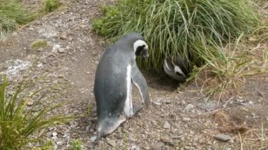 Arjantin'de Güney Amerika'nın Güney En İpucu'nda Tierra del Fuego'da Yeşil Çimenler ve Çakıl Taşları Ile Kaplı Yuvalarında Macellan Penguenlerinin Doğal Çevresi
