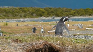 Tierra del Fuego Arjantin ile Doğal Güney Amerika Habitat bir Macellan Penguen Screaming Profili