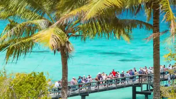 Pasajeros Cruceros Esperan Muelle Para Regresar Barco Situación Tropical Exótica — Vídeos de Stock