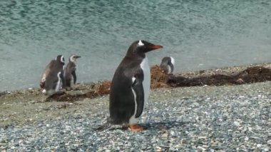 Gentoo Penguin Tierra del Fuego Arjantin arka planda diğer Macellan Penguenler ile Doğal Güney Amerika Habitat