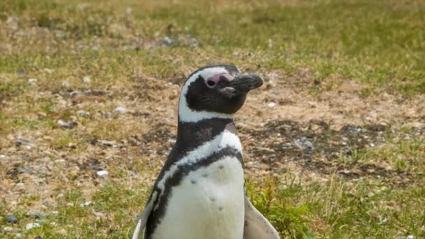 Pingüino Magallanes Primer Plano Naturaleza Hábitat Natural Sudamericano Con Tierra — Vídeos de Stock