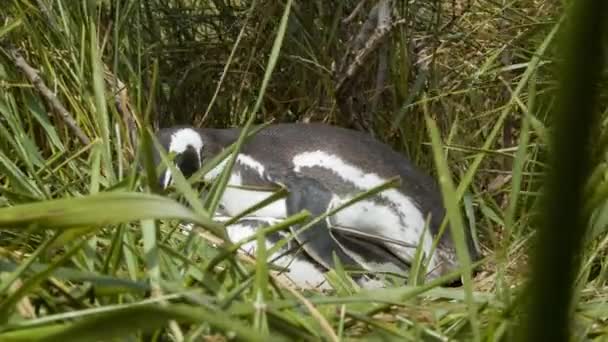 Magellanic Pingviner Para Ihop Närbild Vilt Mellan Grönt Gräs Tierra — Stockvideo