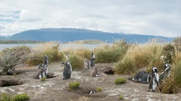 Panorámica Los Pingüinos Magallánicos Sus Nidos Naturaleza Contra Canal Beagle — Vídeos de Stock