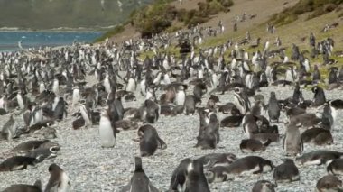 Tierra del Fuego Arjantin Güney Amerika'nın Güney En İpucu Beagle Kanal Rocky Shores kendi Doğal Habitat Macellan Penguenler Tousands Üzerinde Panning