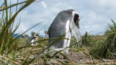 Güney Amerika'nın Güney En İpucu Tierra del Fuego Arjantin Doğal Habitat Ayarı Vahşi Yürüyüş Macellan Pengueni Close-Up Düşük Açı
