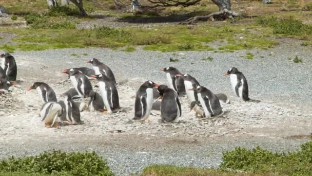 在南美洲最南端的南美洲最南端的一个阳光明媚的日子 企鹅与婴儿在自然栖息地的Gentoo企鹅殖民地在阿根廷火地岛蒂尔拉德尔 — 图库视频影像