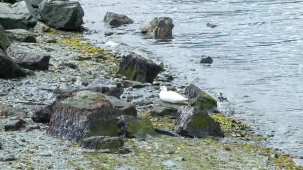 Zeevogels Aan Rand Van Het Beaglekanaal Zuid Amerika Zittend Rotsen — Stockvideo