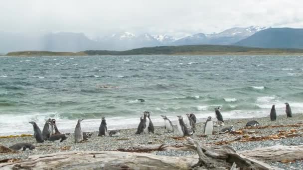 Tierra Del Fuego Arjantin Güney Amerika Güney Pucu Kıyılarda Ayakta — Stok video