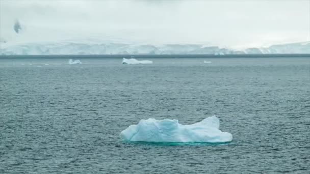 Floating Antarctica Icebergs Dia Mau Humor Oceano Antártico — Vídeo de Stock
