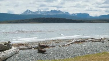 Şilissi Skuas Birds Wide Shot Kendi Doğal Habitat Beagle Kanal Pebble Shores Tierra del Fuego Arjantin Güney En İpucu güney Amerika'da