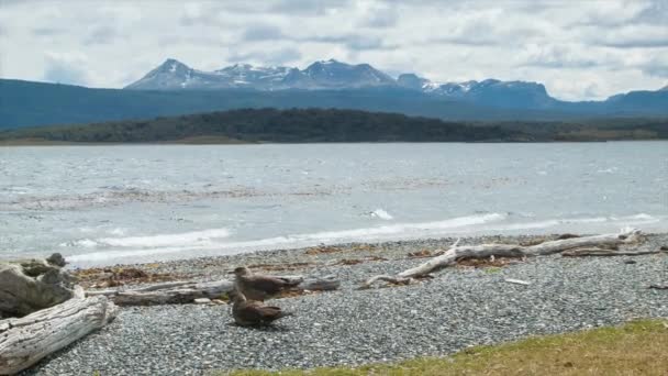 Chilenische Skuas Vögel Breit Geschossen Ihrem Natürlichen Lebensraum Den Kieselstränden — Stockvideo