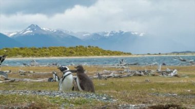 Tierra del Fuego Arjantin Wild Kendi Doğal Habitat bir Bebek ile Macellan Penguenler için Panning