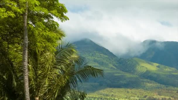 Maui Island Hawaje Przyroda Góry Zielonej Przyrody Palmy Epickie Tło — Wideo stockowe