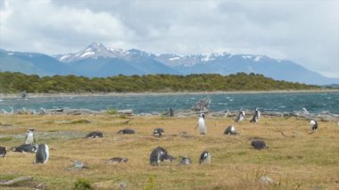 Tierra del Fuego içinde Beagle Kanal Shores Arjantin Güney Amerika Shores Doğal Macellan Penguen Rookery Ayarı