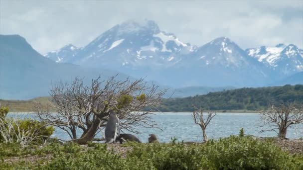 史诗Tierra Del 火地岛山脉背景与特写彭尼恩在其自然栖息地前景与植物在南美洲最南端在阿根廷 — 图库视频影像