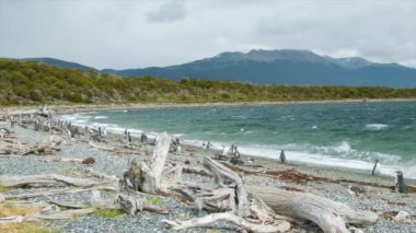 Tierra del Fuego Arjantin Güney Amerika'nın Güney En İpucu De Rough Beagle Kanal Karşı Dead Trees ve diğer Kuş Yaban Hayatı ile Pebble Beach Doğada Macellan Penguen Kolonisi