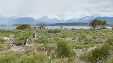 Tierra del Fuego Arjantin Sahne Arjantin Güney Amerika Güney En İpucu Dağ Arka Plan ile Beagle Kanal Magellanic Penguins ile