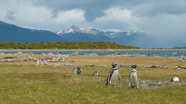 Pingüinos Magallánicos Hábitat Natural Sudamericano Con Montañas Épicas Tierra Del — Vídeos de Stock