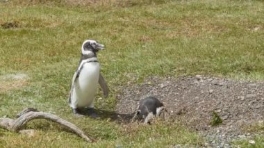 Tierra del Fuego Arjantin Güney Amerika'nın Güney En İpucu bir Güneşli Günde Okyanusa Karşı Bir Çim Alanında Ayakta Doğada İki Macellan Penguenler