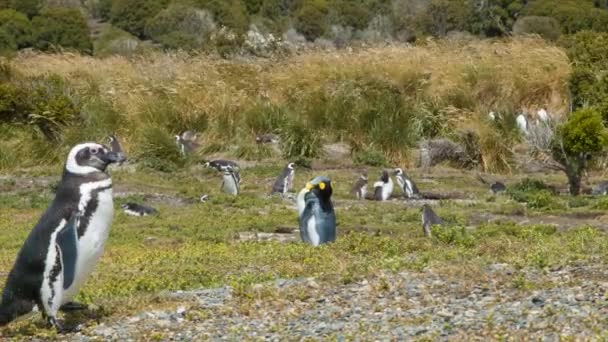 Koningspinguïn Tussen Magelhaïsche Pinguïns Het Zuidelijkste Puntje Van Zuid Amerika — Stockvideo