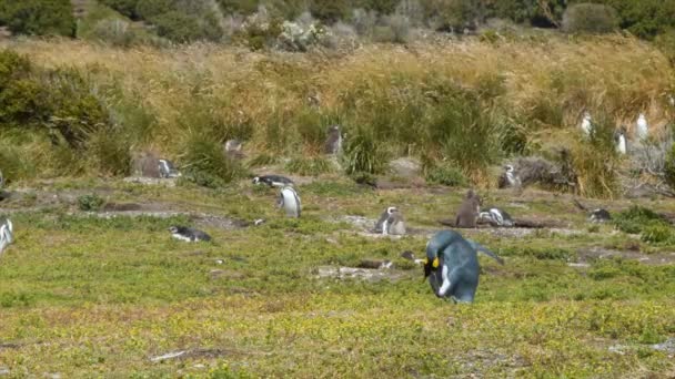 Король Пингвин Своей Естественной Среде Обитания Внутри Огненной Аргентины Солнечный — стоковое видео