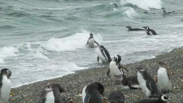 Tučňáci Svém Přirozeném Prostředí Vstup Oceánu Vlny Skalnaté Pláže Rozbředém — Stock video