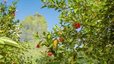 Moorea Adası Fransız Polinezyası Tropikal Çiçekler ve Bitkiler Arka Planda Mou'a Puta Dağı ile