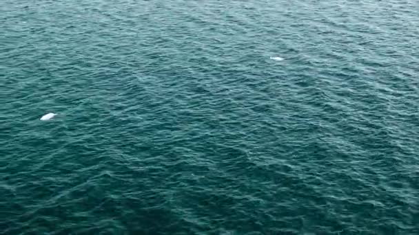 Cold Antarktis Ocean Water Wide Shot Med Rörelse Och Flytande — Stockvideo
