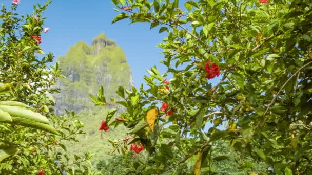 Isla Moorea Polinesia Francesa Flores Tropicales Plantas Con Montaña Mou — Vídeo de stock
