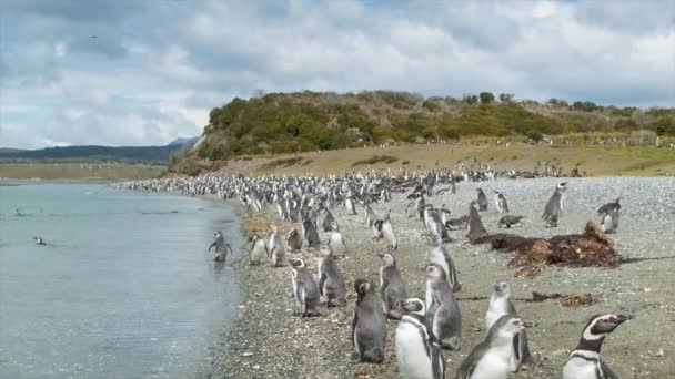 Colonies Naturelles Pingouins Sur Les Rives Canal Beagle Jour Ensoleillé — Video