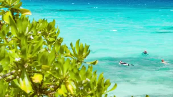エキゾチックな緑の植物に囲まれた水の透明な青い色合いの熱帯の設定でシュノーケリングとニューカレドニアのリフー島 — ストック動画