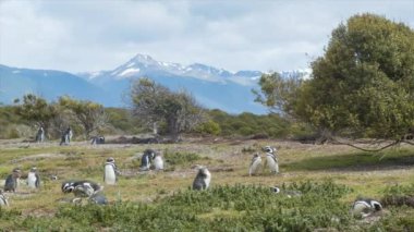 Arjantin'de Güney Amerika'nın Güney En İpucu Tierra del Fuego Doğal Penguen Ayarı