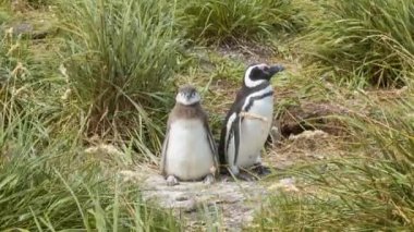 Genç ve Eski Macellan Penguenler Arjantin Güney Amerika Güney En İpucu Tierra del Fuego içinde Sunny Day Onların Doğal Habitat Yeşil Çim arasında Ayakta