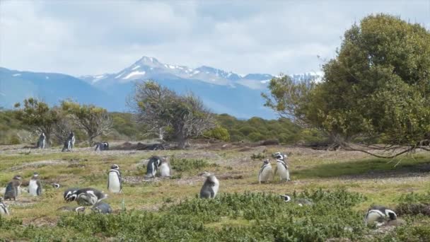 Natuurlijke Pinguïn Setting Tierra Del Fuego Het Zuidelijkste Puntje Van — Stockvideo