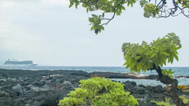 カイルアコナハワイの自然の海岸は 前景にネイティブの木の植物と溶岩岩と背景にクルーズ船を示しています — ストック動画