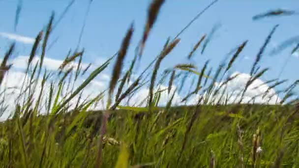 Gras Bläst Wind Auf Feuerland Mit Blauem Himmel Weiße Wolken — Stockvideo