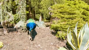 Peacock Closeup Beacon Hill Park Victoria British Columbia Kanada Bahçeleri yürüyüş