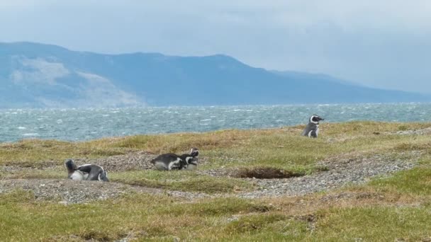 Pingwiny Magellana Wild Przeciwko South American Shores Południowej Większości Tip — Wideo stockowe