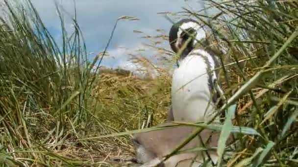 Magellanic Pingviner Närbild Låg Vinkel Mellan Gräs Naturen Soliga Blåsig — Stockvideo