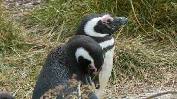 Två Sköt Närbild Magellanic Pingviner Naturen Står Mellan Grönt Gräs — Stockvideo