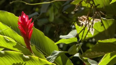 Tropikal Fransız Polinezyası Moorea Adası'nda Sunshine ile Yeşil Yaprakları Closeup ile Tropikal Egzotik Kırmızı Çiçek Bitki