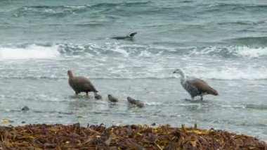 Bebekler le Upland Kazlar Yakın Çekim Arjantin Wild Walking in Line Beagle Kanal Kıyılarında Tierra del Fuego Dağları Güney Amerika'nın Güney En İpucu arka planda