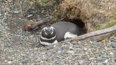 Tierra del Fuego Arjantin Güney Amerika'nın Güney En İpucu Doğa Çakıl ile Çevrili Yuvasında Macellan Penguenyakın Çekim