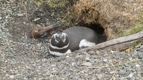 Close Van Magelhaïsche Pinguïn Het Nest Omringd Door Kiezelstenen Natuur — Stockvideo
