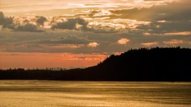 Altın Alaska Sunset Sunrise Denize Karşı Ağaçlar ile Yükselen Vahşi Kuşlar ile