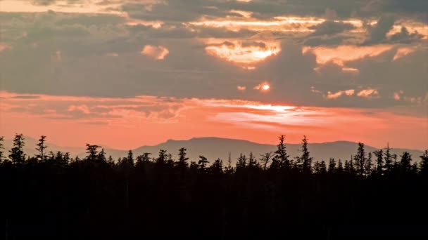 Alaska Frontier Tree Tops Bei Sonnenaufgang Sonnenuntergang Close Telephoto View — Stockvideo