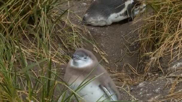 Närbild Baby Magellanic Pingvin Vilt Stående Mellan Gräs Sin Naturliga — Stockvideo